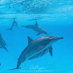 retraine yoga swims with dolphins